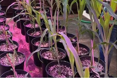 利用LED培育的玉米有何優勢？美國辳業部研究(jiu)得